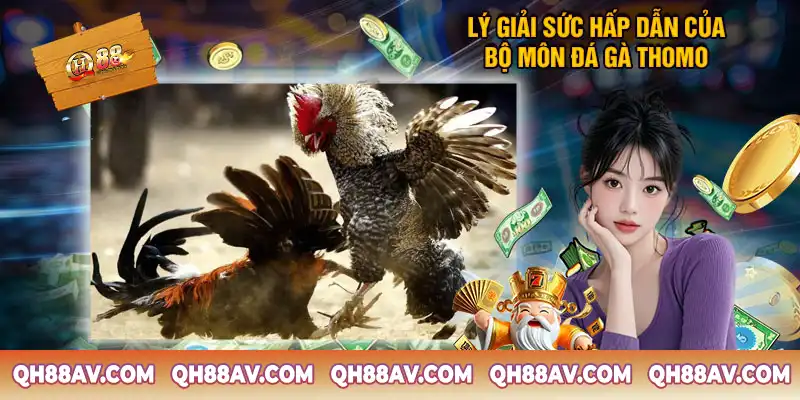 Lý giải sức hấp dẫn của bộ môn đá gà Thomo Lý giải sức hấp dẫn của bộ môn đá gà Thomo