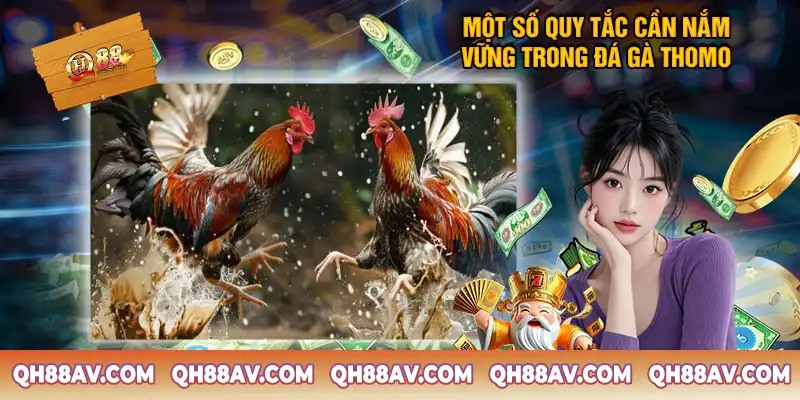 Một số quy tắc cần nắm vững trong đá gà Thomo Một số quy tắc cần nắm vững trong đá gà Thomo